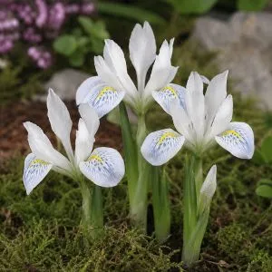 Ірис reticulata Polar Ice фото