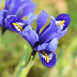 Ірис reticulata Rhapsody фото