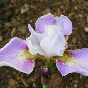 Ірис Sibirica Memphis Memory фото
