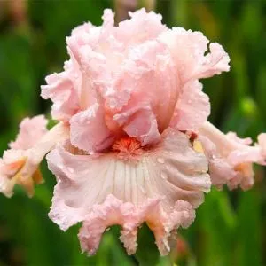 Ірис Strawberry Shake фото