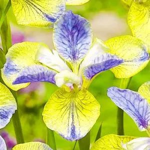 Ірис Sibirica Tipped in Blue фото