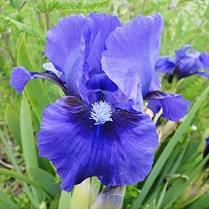 Ірис Pumila Truly фото