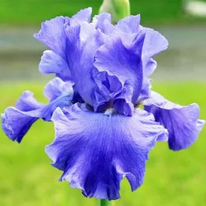 Ірис Yaquina Blue фото