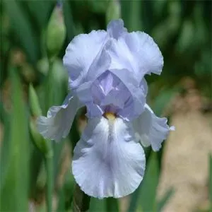 Ірис Germanica Blue Sapphire фото