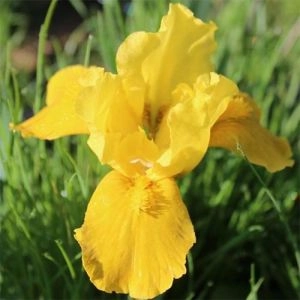 Ірис Pumila Gleaming Gold фото