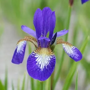Ірис Sibirica Claret Cup фото