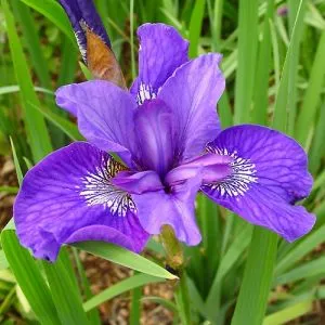 Ірис Sibirica Mabel Coday фото