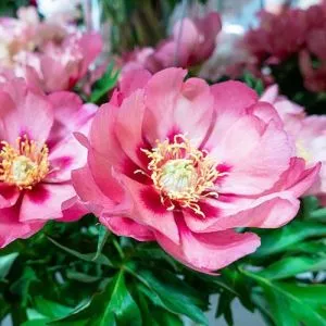 Півонія ITOH Old Rose Dandy фото