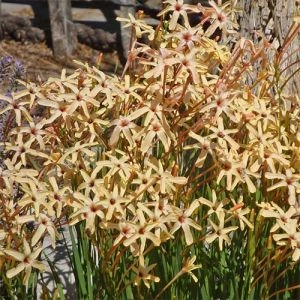 Іксія Paniculata Eos фото