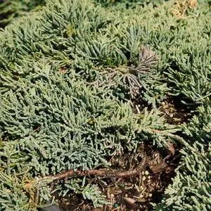 Ялівець Icee Blue фото