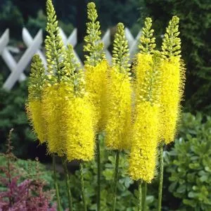 Еремурус Cleopatra Yellow фото