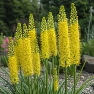Еремурус Cleopatra Yellow фото