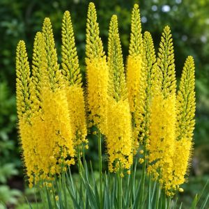 Еремурус Cleopatra Yellow фото