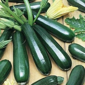 Кабачок Циганьонок фото