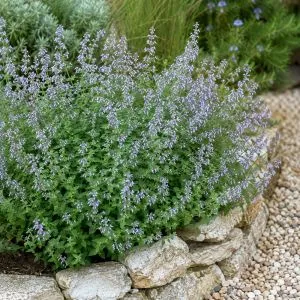 Каламінта Nepeta ssp. Nepeta фото