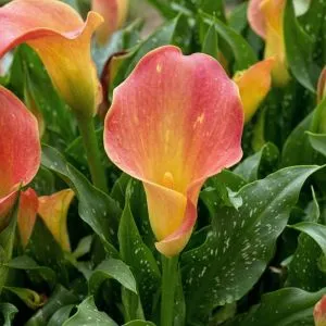 Кала Captain Osorno 16/18 фото