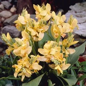Канна Golden Lucifer фото