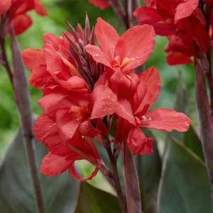 Канна Shining Scarlet фото