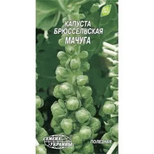 Капуста брюссельська Мачуга фото