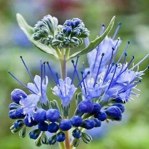 Каріоптеріс Kew Blue фото