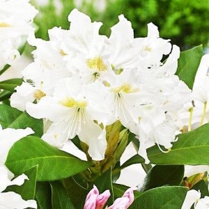 Рододендрон Cunningham's White фото