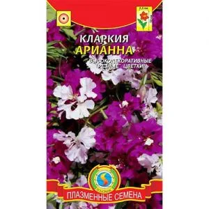 Кларкія Аріана суміш фото