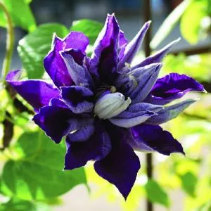 Клематіс Shin-shigyoku фото
