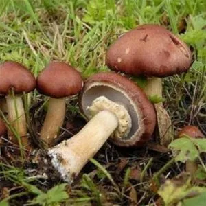 Кільцевик фото