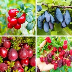 Комплект плодових кущів Вишуканий Мікс фото