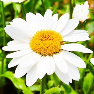 Королиця Snowcap фото
