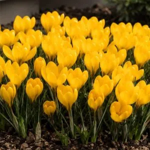 Крокус Golden Yellow фото