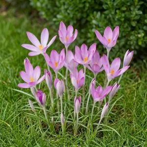 Крокус Roseus фото
