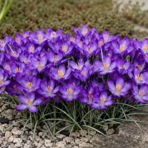 Крокус Whitewell Purple фото