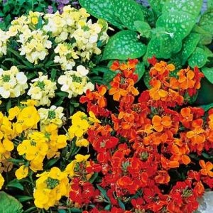 Лакфіоль (хейрантус) Казковий Гном, суміш фото