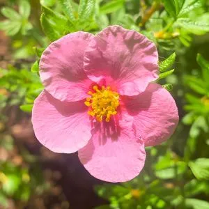 Перстач Bella Rosa фото
