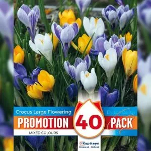 Промо-пак Крокус Large Flowering Mixed (Брендові цибулини KAPITEYN®) фото