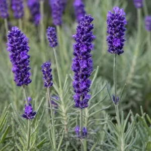 Лаванда Dark Hidcote Blue фото