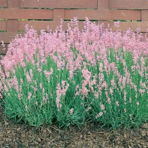 Лаванда Rosea (розсада) фото