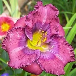 Лілейник Lavender Blue Baby фото