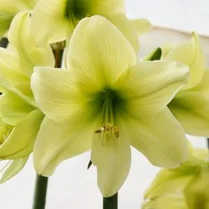 Амариліc Lemon Sorbet фото
