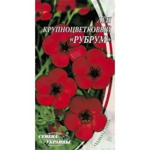 Льон великоквітковий Рубрум фото