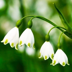 Білоцвіт Aestivum фото