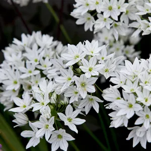 Трітелея Silver Queen фото