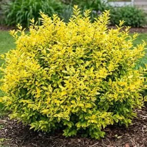 Лігуструм Aurea Variegata фото