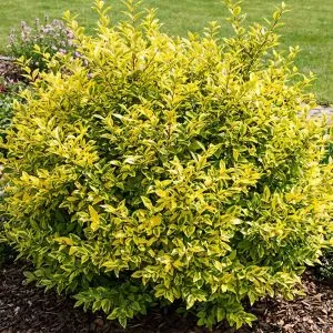 Лігуструм Aureum фото
