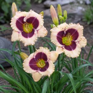 Лілейник Crystal Pinot фото