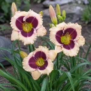 Лілейник Crystal Pinot фото
