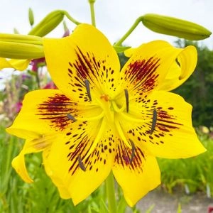Лілія Yellow Bruse фото