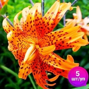 Лілії Flore Pleno (Економ-упаковка 5 шт) фото