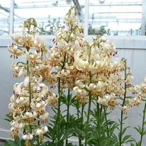 Лілія Martagon Albiflorum фото